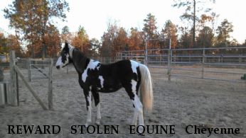 REWARD STOLEN EQUINE Cheyenne - RECOVERED Near Holt , MO, 64048